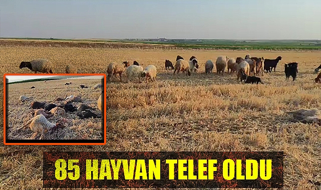 Suya karışan zirai ilaç hayvanların telef olmasına neden oldu