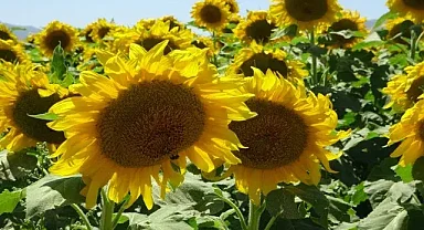 Urfalı işçilerin çalışma serüveni devam ediyor