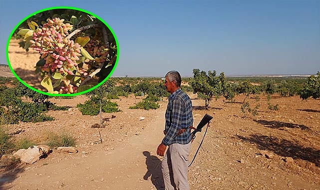 ‘Yeşil altın’ için 7 gün 24 saat silahlı nöbet