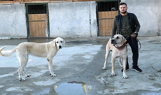 Avrupa ülkelerinden talep gören saf ırk köpekler, Türkiye'de yetiştiriliyor