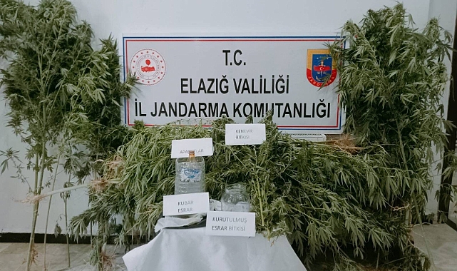 Elazığ’da 186 kök kenevir ele geçirildi