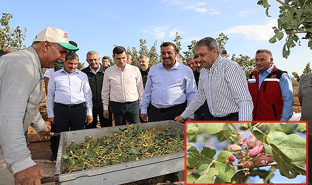 Fıstığın başkentinde Şanlıurfa'da, hasat heyecanı