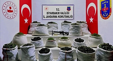 Milyonlarca kök kenevir ve 1,5 ton esrar ele geçirildi