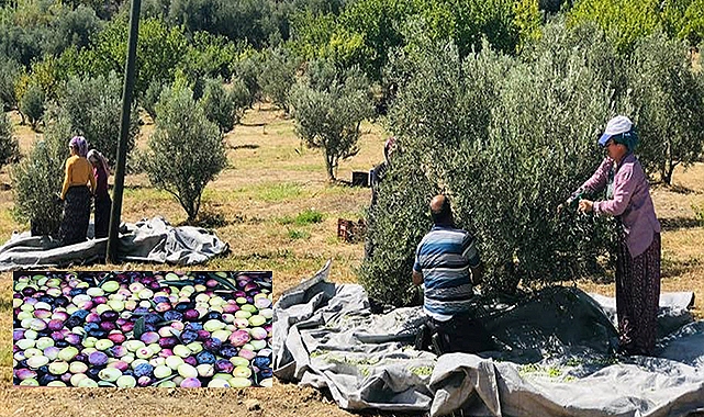 Sofraların vazgeçilmezi olan zeytinin hasadı başladı