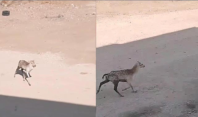 Şanlıurfa’da ilk defa Alageyik görüldü