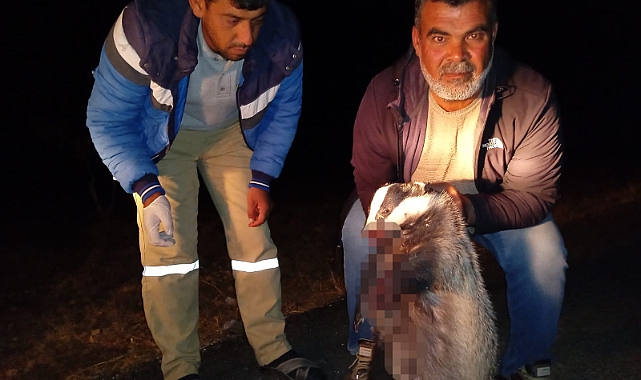 Şanlıurfa'da aracın çarptığı porsuk telef oldu