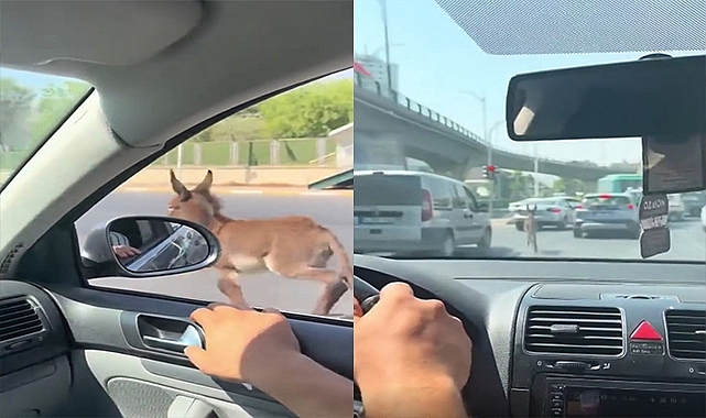 Şanlıurfa’da inatçı eşek trafiği birbirine kattı