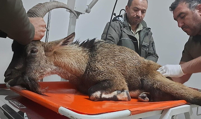 Yaralı dağ keçisi Şanlıurfa'da tedavi altına alındı