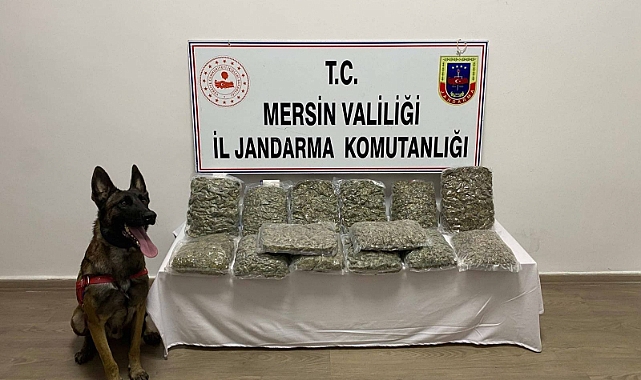Mersin'de kilolarca skunk ele geçirildi