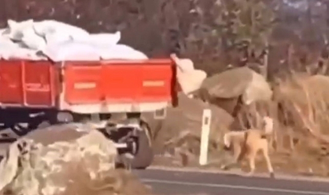 Şanlıurfa’da römorka köpeği bağlayıp sürükleyen şahsa verilen ceza belli oldu