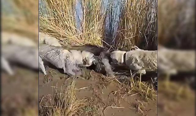 Siverek’te yaralı yaban domuzunu köpekler parçaladı
