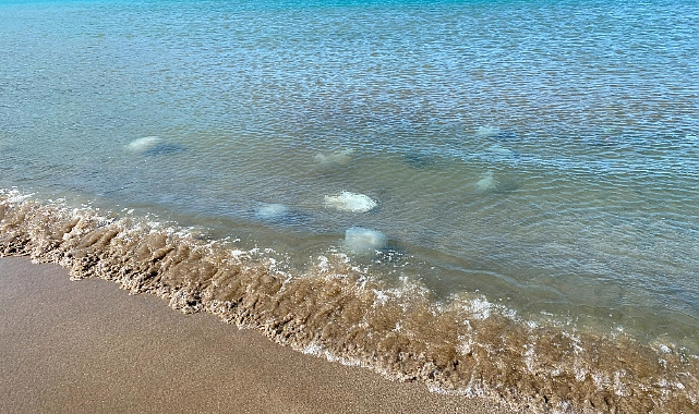 Akdeniz’in Hatay kıyılarında ölü denizanaları kıyıya vurdu