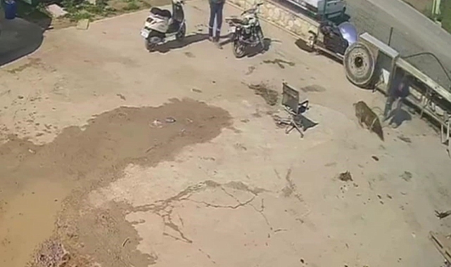 Köpeğe aracına zarar verdiği için saldırmış! 2 kişi adliyede