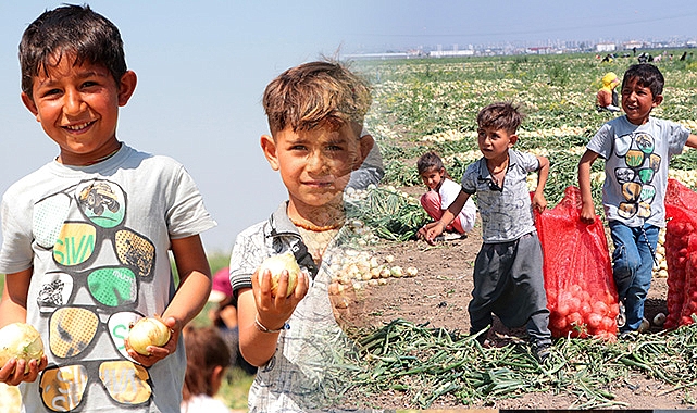 Okulda olması gereken Urfalı çocuklar soğan tarlasında!