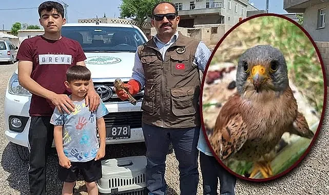 Şanlıurfa'da doğada bitkin halde Kerkenez kuşu bulundu