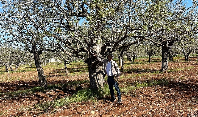 Şanlıurfa’da “yeşil altın” için ilaçlama uyarısı