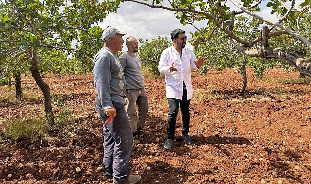 Şanlıurfa'da dolu ve yağmur sonrası ziraat mühendisleri sahaya indi