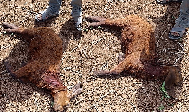 Suruç'ta başıboş köpekler, küçükbaş hayvanlara saldırdı