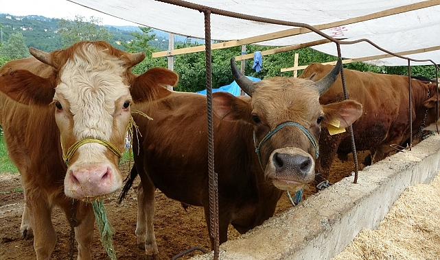 Tarım ve Orman Bakanlığı, kurbanlık hayvanların sevkinde uyulacak kuralları belirledi