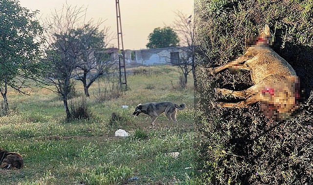 Başıboş köpekler 4 koyunu telef etti