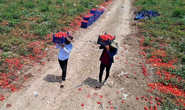 Domateste 100 bin ton rekolte bekleniyor