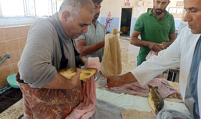 Şanlıurfa’da balıkların sağımı yapıldı