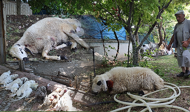 Sokak köpekleri dehşeti: Koyun ve tavukları telef ettiler, 3 koyunu yaraladılar