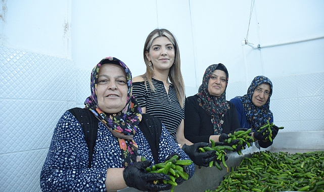 Urfalı kadınlar Ankara'da Çubuk turşusu mesaisinde