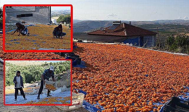 Urfalı mevsimlik tarım işçilerinin zorlu kayısı mesaisi