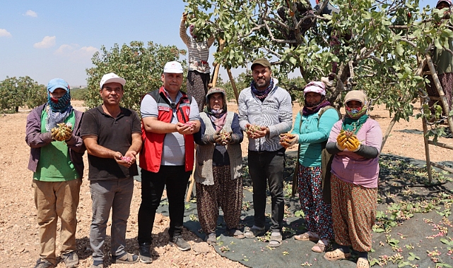 Antep fıstığı 40 derecelik sıcakta hasat ediliyor