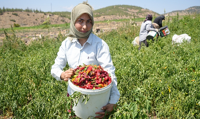 Baharatlık biberin tarladan sofralara yolculuğu başladı
