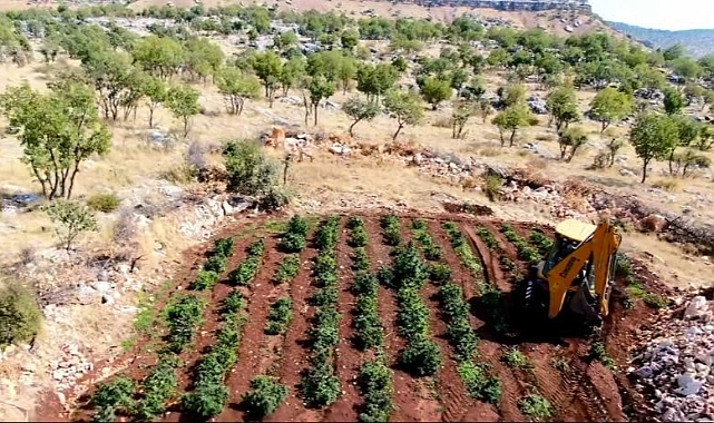 Diyarbakır’da 6 milyon 836 bin kök kenevir ve skunk bitkisi ele geçirildi