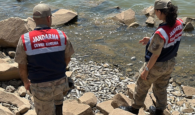 Diyarbakır’da baraj kıyısında çok sayıda ölü ‘Asya Sazanı’ bulundu