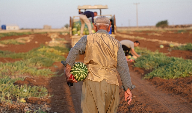 Diyarbakır karpuzunda hasat devam ediyor, üretici beklediği verimi alamadı