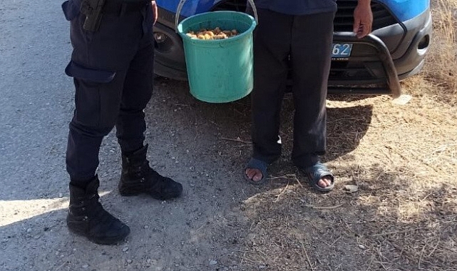 İncir bahçelerine hırsız dadandı, jandarma suçüstü yakaladı