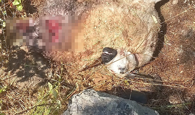 Kulp ilçesinde başıboş sokak köpekleri 19 koyunu telef etti