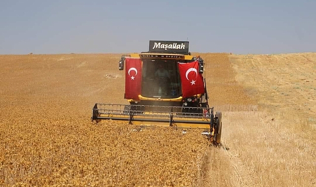 Şanlıurfa'da safir bitkisiyle kuraklığın önüne geçilmesi hedefleniyor