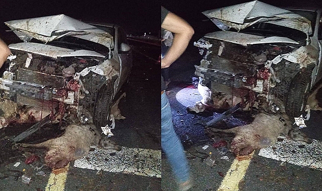 Siverek’te otomobil koyun sürüsüne daldı