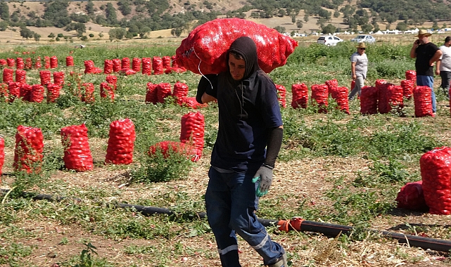 Soğanda hasat başladı: Tarlada 4, markette 10, pazarda ise 12 lira