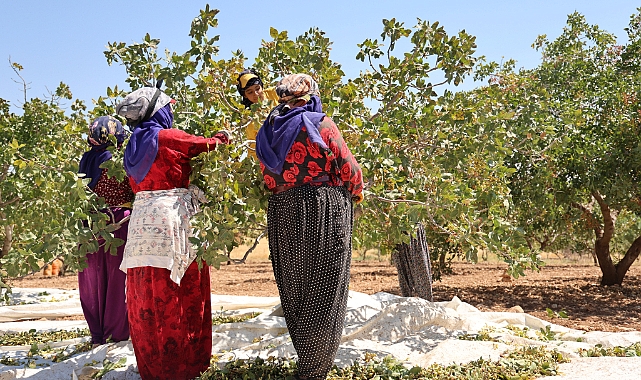 Urfalı işçiler Diyarbakır'da "Yeşil altın" hasadında