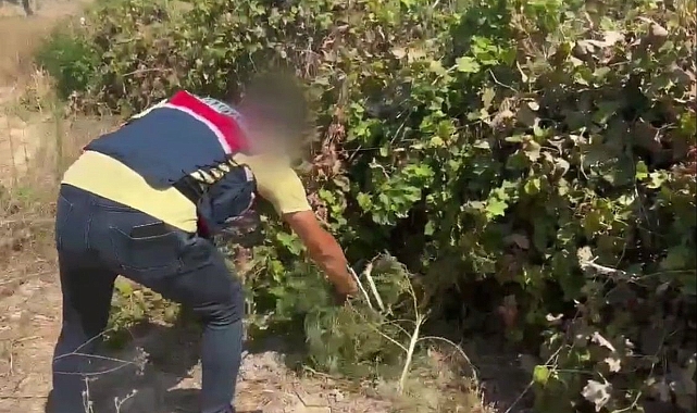 Üzüm bağları arasında uyuşturucu yetiştirmişler: 2 tutuklama