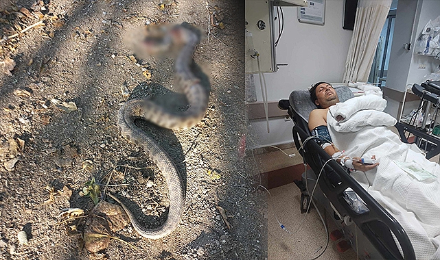 Osmaniye'de zeytin toplayan adama engerek yılanı soktu
