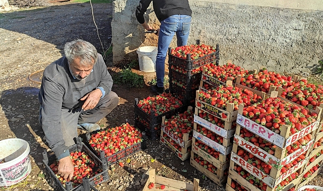 Çilekte son hasadı başladı! Urfa'ya gönderiliyor