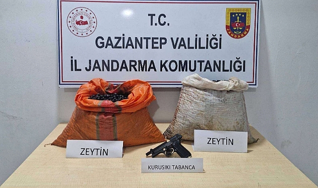Gaziantep'te suçüstü yakalanan zeytin hırsızlığı şüphelisi tutuklandı