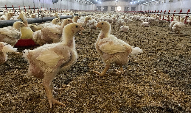 Kuş gribine karşı uzman uyarısı