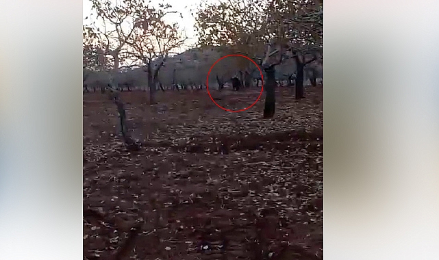Şanlıurfa'da bahçeye giren domuzu traktörle kovaladı!