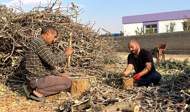 Suruç'ta "Yeşil altının" dalları yakacak olarak değerlendiriliyor