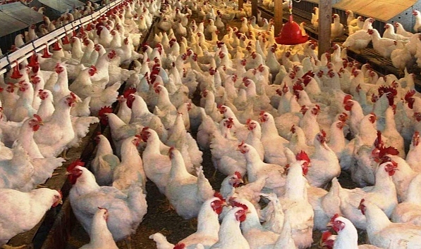 Tarım ve Orman Bakanlığı açıkladı! Konya’da kuş gribi tespit edildi