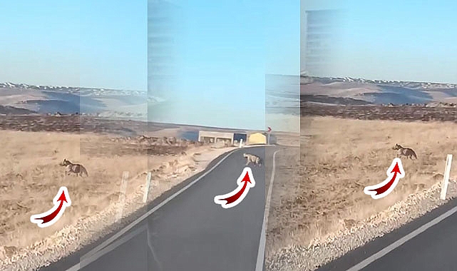 Az rastlanan 2 yaban hayvanı Şanlıurfa'da kameralara yakalandı