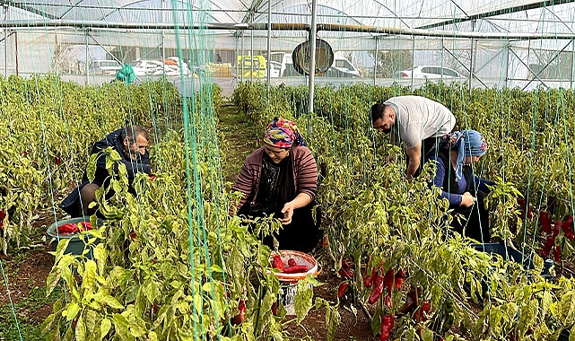 Şanlıurfa’da GAP ile tarımda yeni dönem başladı